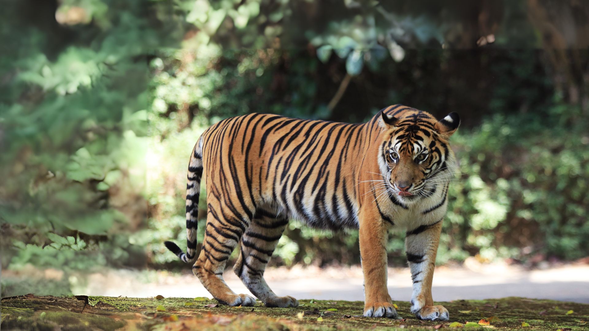 Opini: Manusia dan Satwa Liar Hidup Berdampingan Secara Harmonis, Mungkinkah?